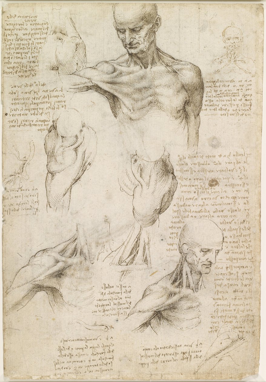 Povrchová anatomie ramene a krku (recto) od Leonardo da Vinci