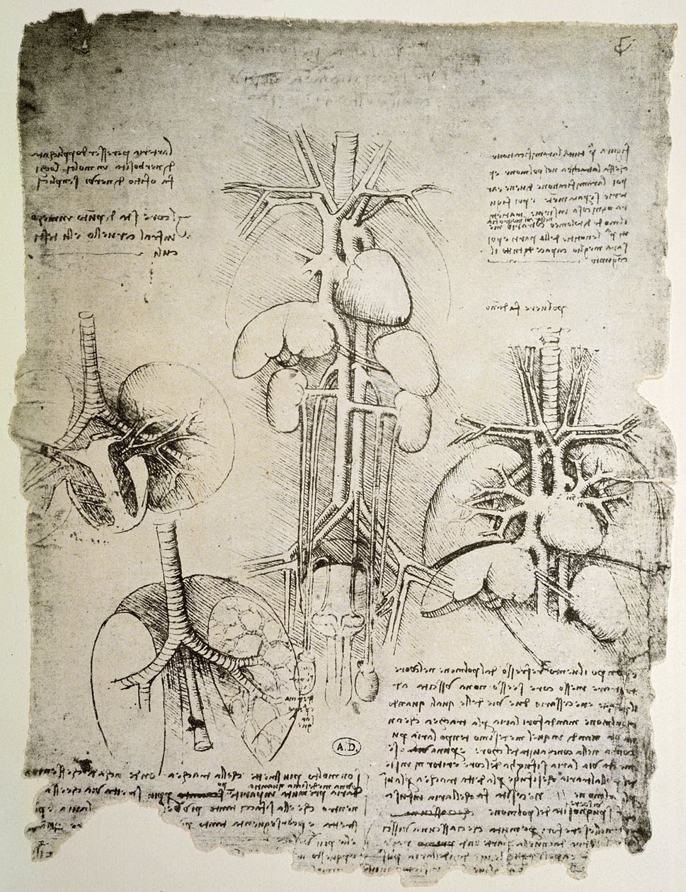 Srdce a oběh, faksimile knihy Windsor (pero a inkoust na papíře) od Leonardo da Vinci