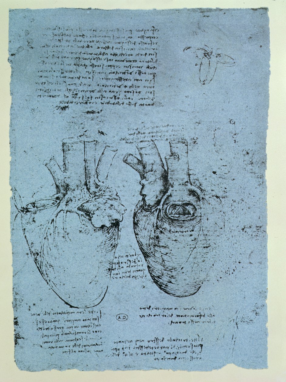 Srdce, faksimile knihy Windsor (pero a inkoust na papíře) od Leonardo da Vinci