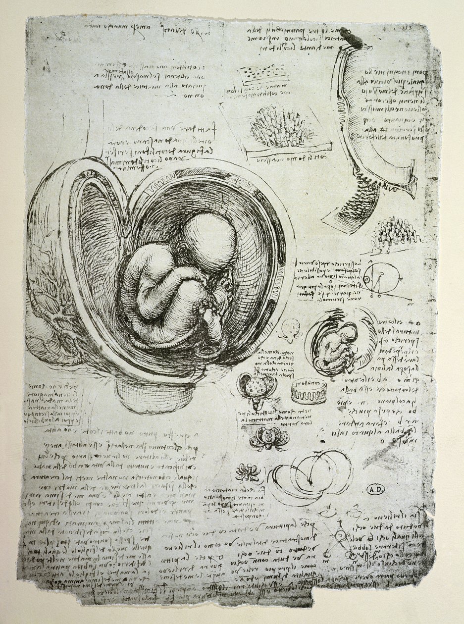 Lidský plod v děloze, faksimile kopie od Leonardo da Vinci