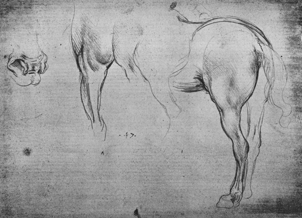 Tři náčrtky zadních čtvrtí koně a jedna z jeho nozder, c1480 1945 od Leonardo da Vinci