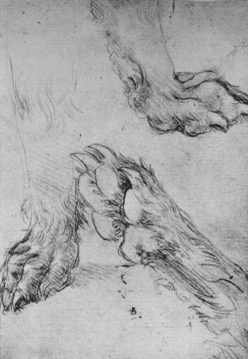 Tři studie tlapek psa nebo vlka, c1480 1945 od Leonardo da Vinci
