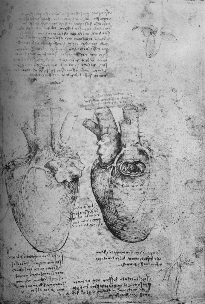 Dvě kresby srdce, c1480 1945 od Leonardo da Vinci