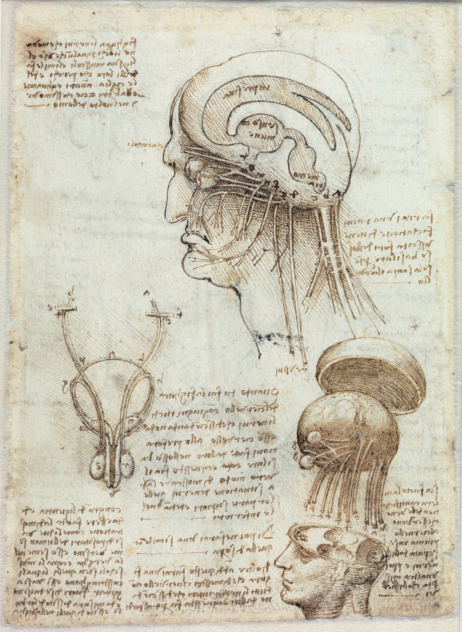 Neznámý obrázek od Leonardo da Vinci