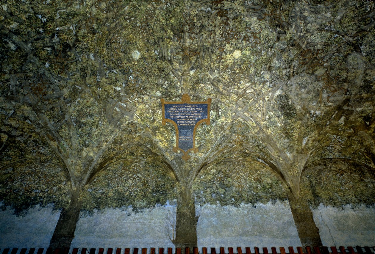 Prokládání zeleniny. Tempera na stěně od Leonarda da Vinciho (1452-1519) (Leonard de Vinci) 1498 Sala delle Asse, Castello Sforzesco (Hrad vévodů Sforza) Milán od Leonardo da Vinci
