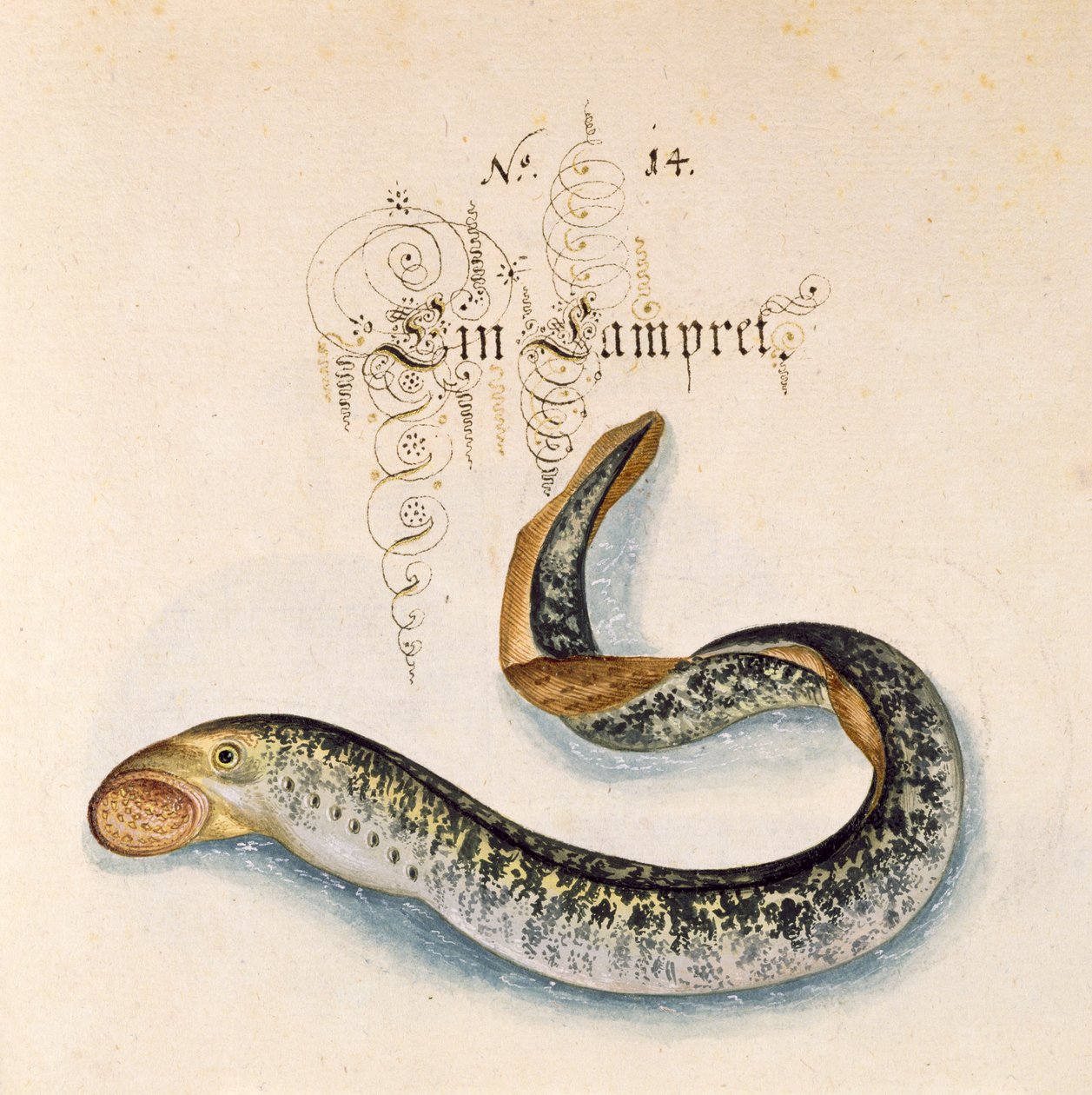 Přidejte 6485 f.50 Sea Lamprey od Leonhard Baldner