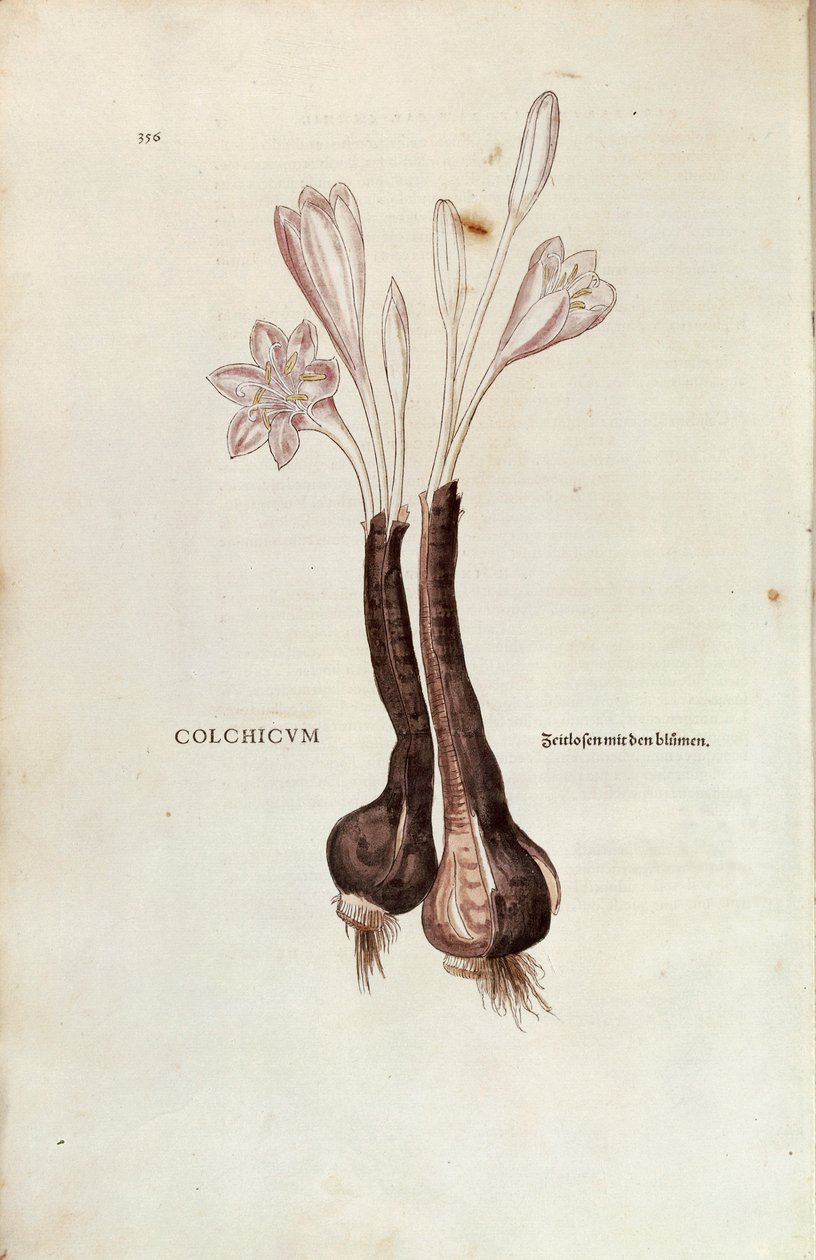 Podzimní krokus (Autumn Colchicum) od Leonharta Fuchse z De historia stirpium commentarii insignes (Pozoruhodné komentáře k historii rostlin), kolorovaná rytina od Leonhard Fuchs