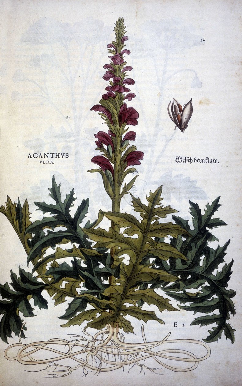 Botanická deska: Acanthus nebo Acanthus - v "The History of the Stirpium Commentaries" od Leonharta Fuchse od Leonhard Fuchs