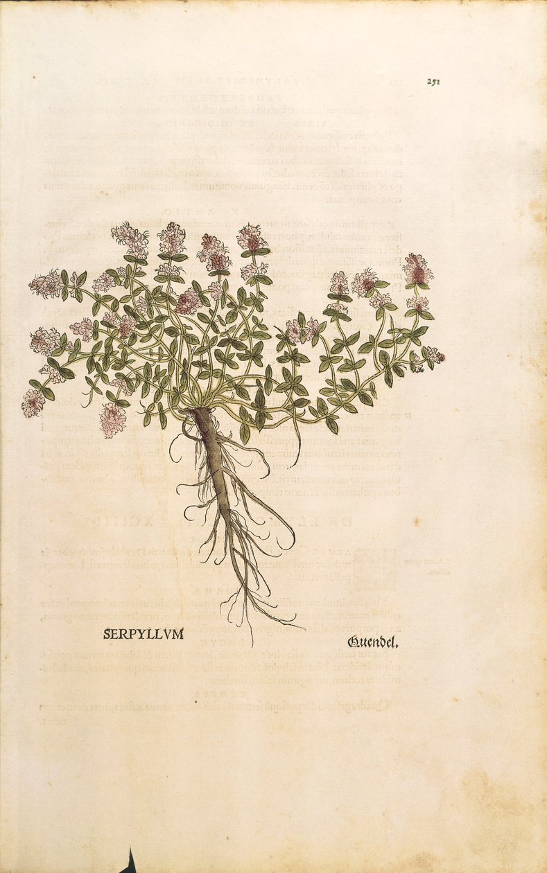 Breckland nebo Divoký tymián (Thymus serpyllum), kolorovaná rytina Leonharta Fuchse od Leonhard Fuchs