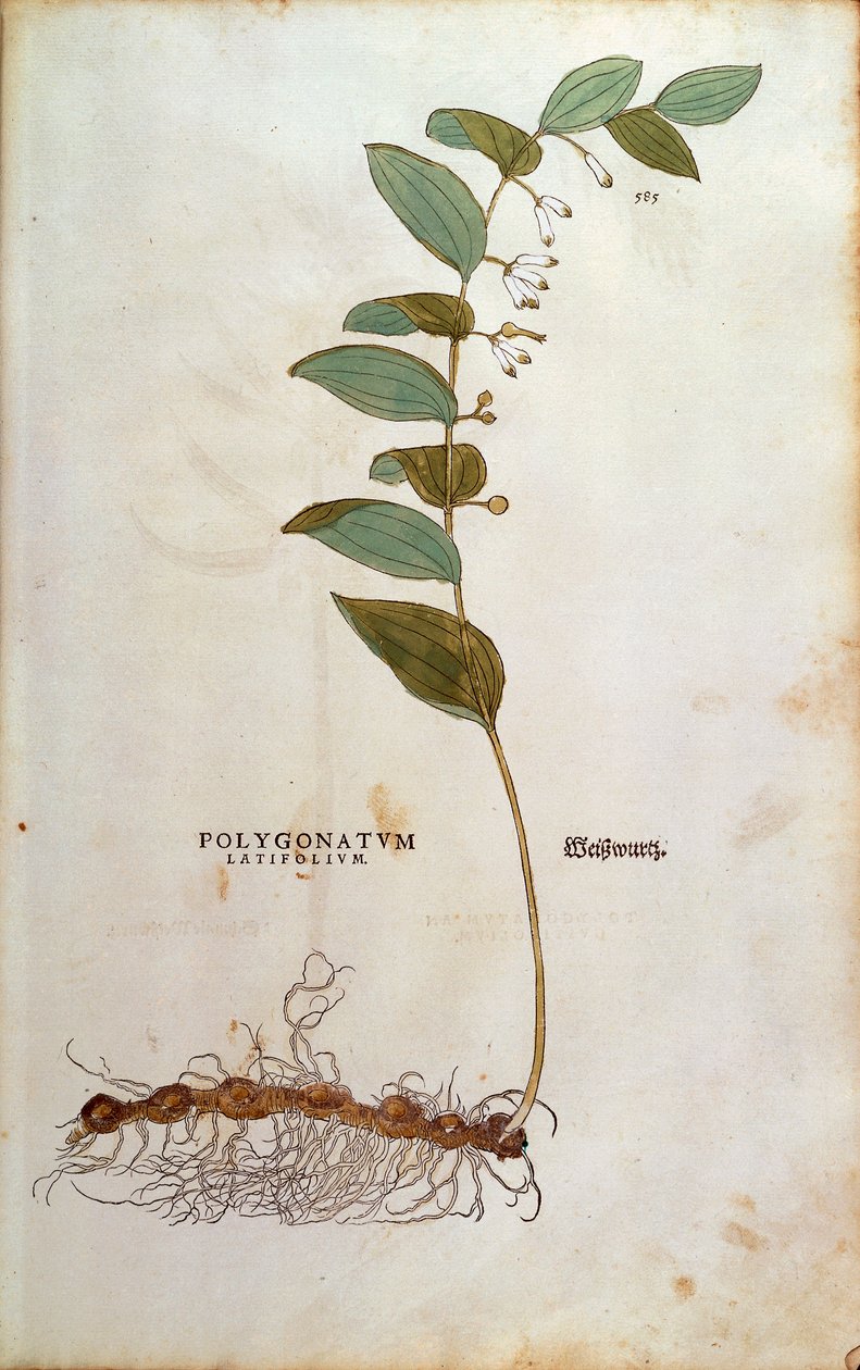 Šalamounova pečeť širokolistá (Polygonatum latifolium) od Leonharta Fuchse z De historia stirpium commentarii insignes (Významné komentáře k historii rostlin) kolorovaná rytina od Leonhard Fuchs