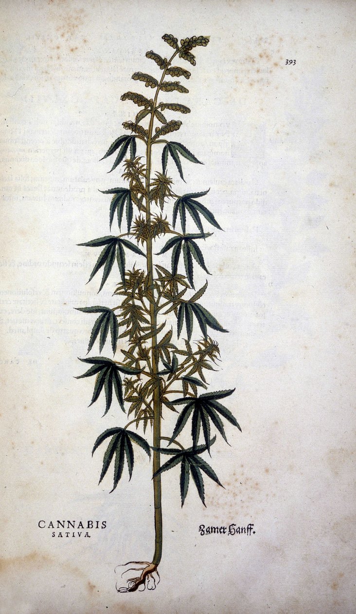 Cannabis Sativa (pěstování konopí) - v „Dějinách rasismu“ od Leonharta Fuchse od Leonhard Fuchs
