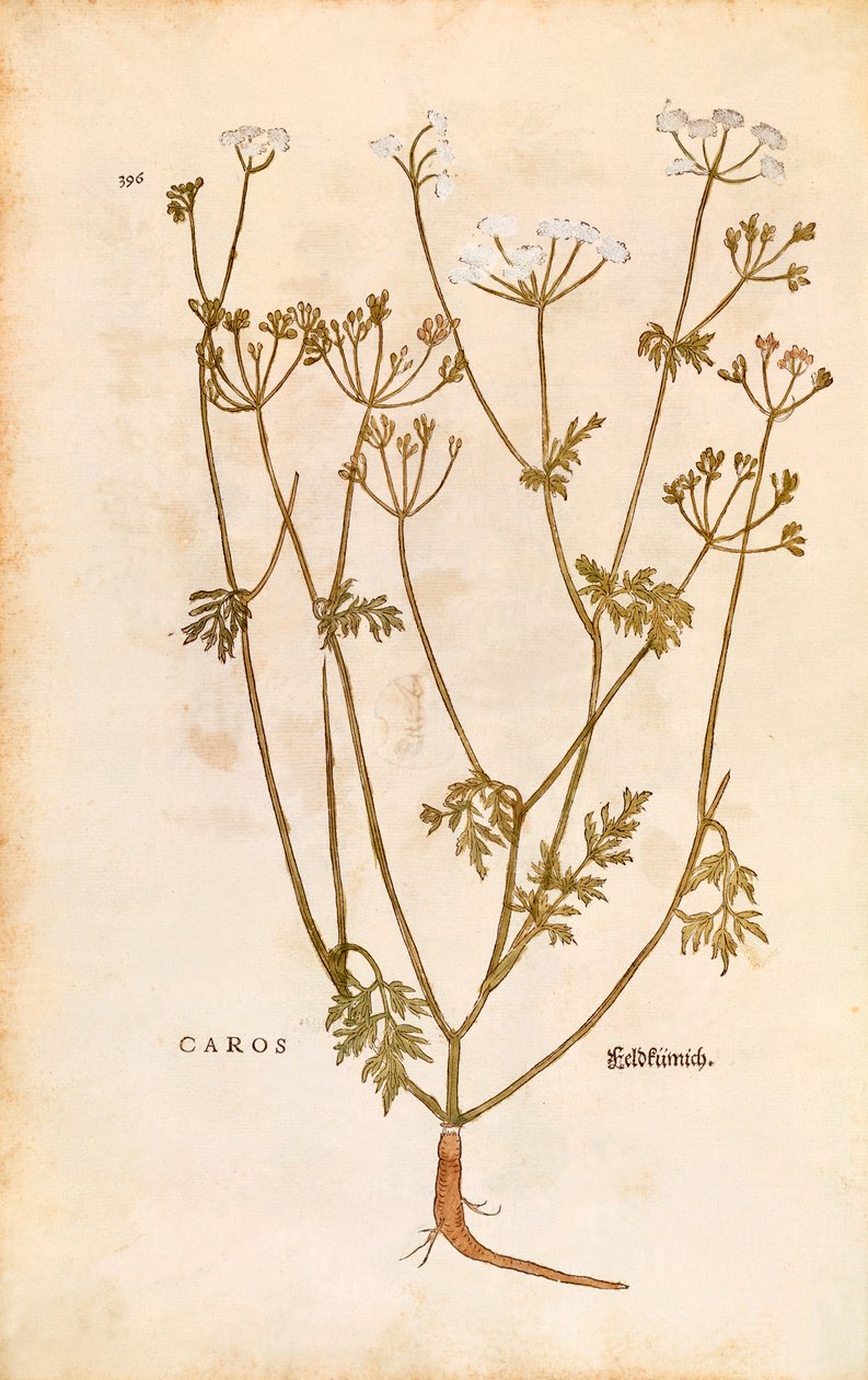Kmín - Carum carvi (Caros) od Leonharta Fuchse z De historia stirpium commentarii insignes (Významné komentáře k historii rostlin) kolorovaná rytina od Leonhard Fuchs