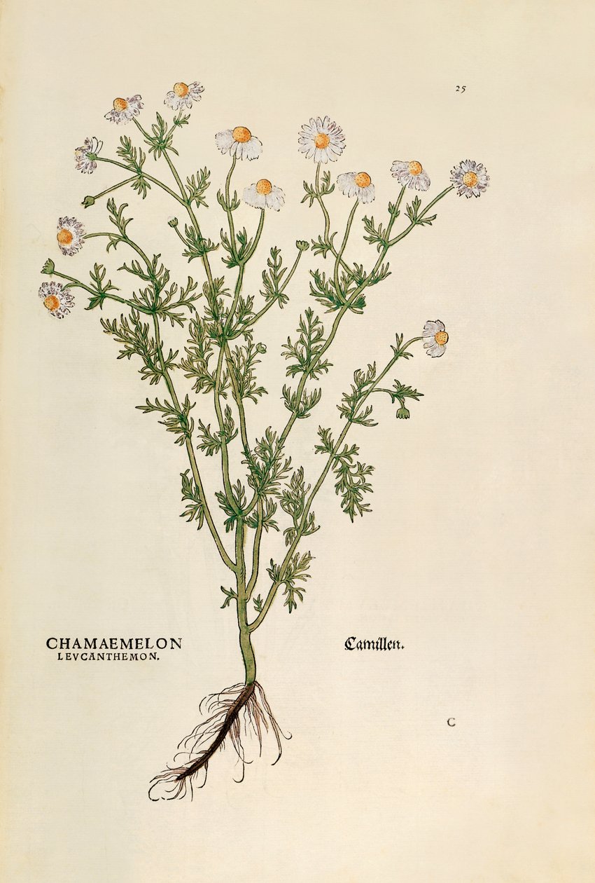 Heřmánek - Matricaria chamomilla (Chamaemelum leucanthemum) od Leonharta Fuchse z De historia stirpium commentarii insignes (Významné komentáře k historii rostlin), kolorovaná rytina od Leonhard Fuchs