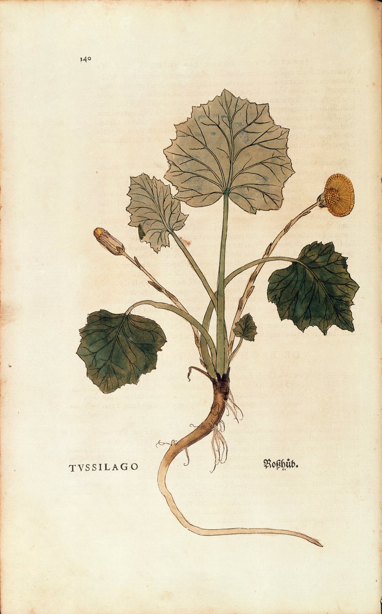 Podběl (Tussilago farfara) od Leonharta Fuchse z De historia stirpium commentarii insignes (Významné komentáře k historii rostlin), kolorovaná rytina od Leonhard Fuchs
