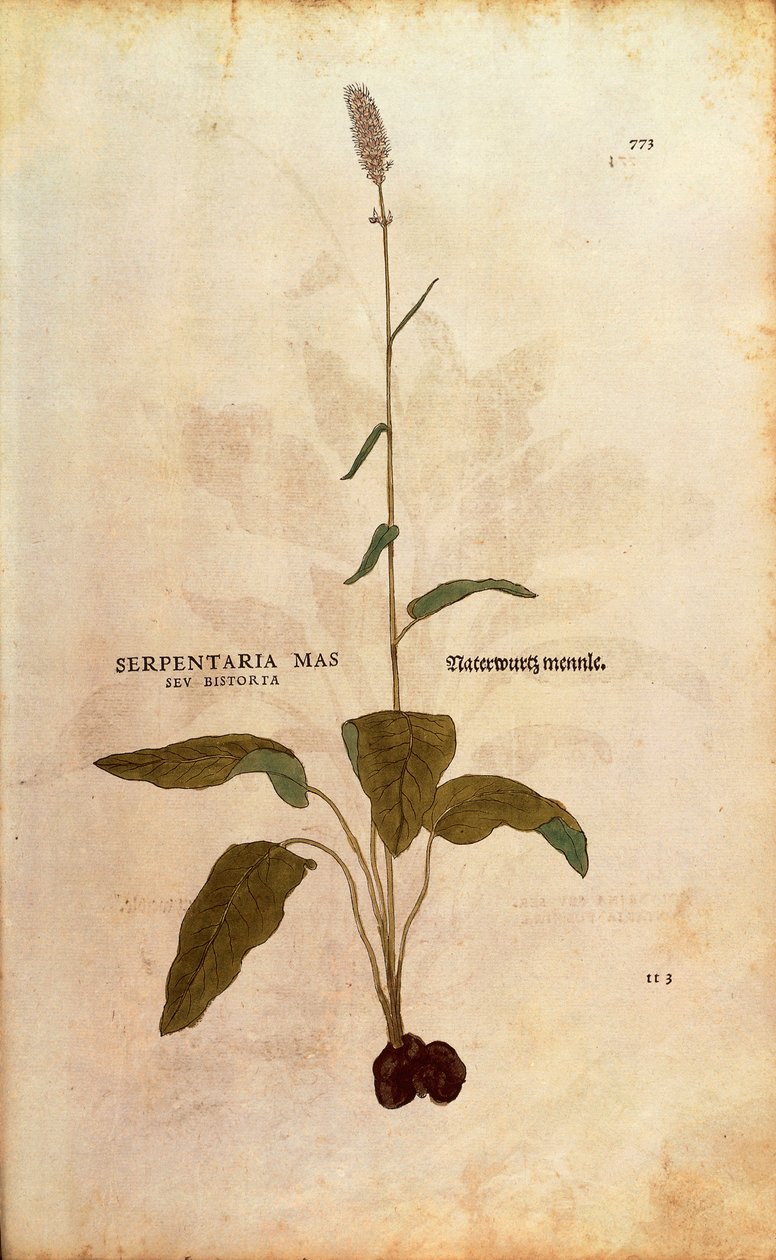 Bistort obecný - Persicaria bistorta nebo Bistorta polygonum (Serpentaria mas seu bistorta) od Leonharta Fuchse z De historia stirpium commentarii insignes (Významné komentáře k historii rostlin) kolorovaná rytina od Leonhard Fuchs