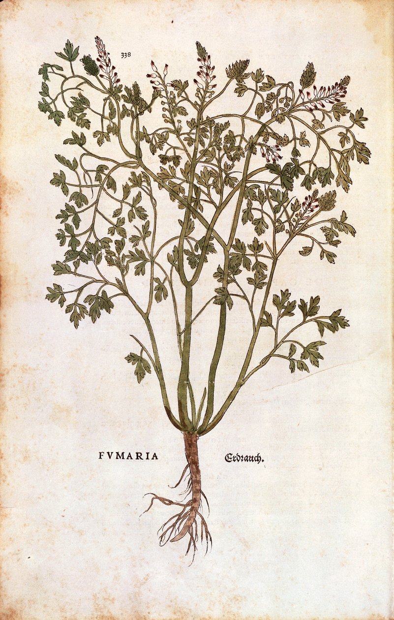 dýmovnice lékařská (Fumaria officinalis) od Leonhard Fuchs