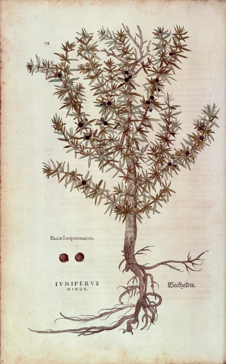 Jalovec obecný - Juniperus communis (Juniperus minor) od Leonharta Fuchse z knihy De historia stirpium commentarii insignes (Pozoruhodné komentáře k dějinám rostlin) kolorovaná rytina od Leonhard Fuchs