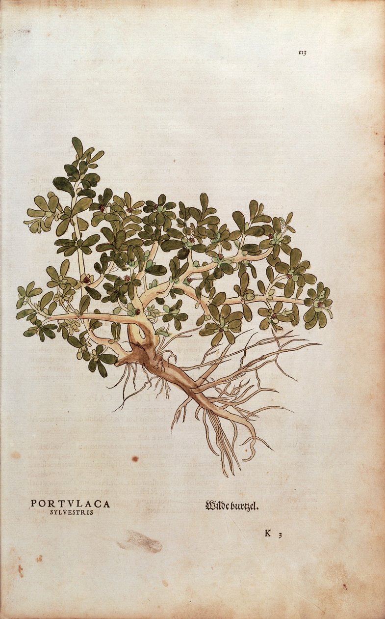 Portulaca oleracea (Portulaca sylvestris) od Leonharta Fuchse z De historia stirpium commentarii insignes (Významné komentáře k historii rostlin), kolorovaná rytina od Leonhard Fuchs