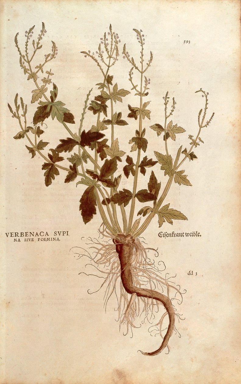 Verbena obecná nebo Verbena - Verbena officinalis (Verbenaca supina sive foemina) od Leonharta Fuchse z roku Historie rasových komentářů (Pozorné komentáře k historii rostlin) kolorovaná rytina od Leonhard Fuchs