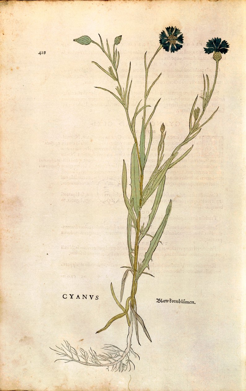 Chrpa (Centaurea cyanus) od Leonharta Fuchse z De historia stirpium commentarii insignes (Významné komentáře k historii rostlin), kolorovaná rytina od Leonhard Fuchs