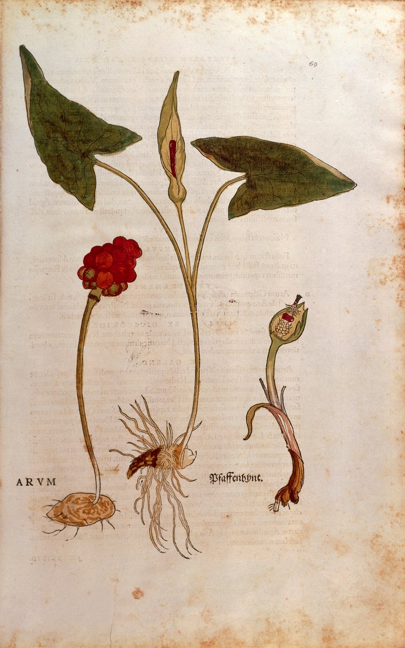 Kukaččí půllitr aneb Italští páni a dámy - Arum italicum (Arum) od Leonharta Fuchse z De historia stirpium commentarii insignes (Významné komentáře k historii rostlin), kolorovaná rytina od Leonhard Fuchs