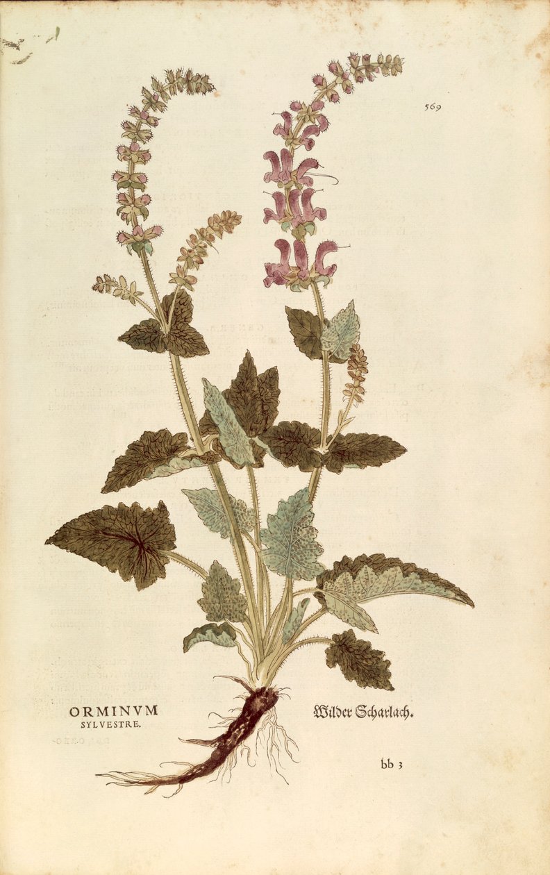 Dračí tlama (Horminum nebo Orminum sylvestre) od Leonharta Fuchse z De historia stirpium commentarii insignes (Významné komentáře k historii rostlin), kolorovaná rytina od Leonhard Fuchs