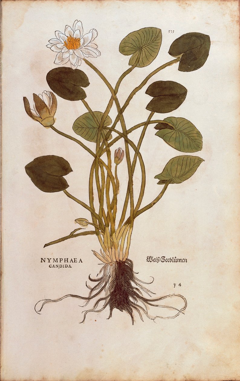 Evropský bílý leknín nebo bílý lotos - Nymphaea alba (Nymphaea candida) od Leonharta Fuchse z De historia stirpium commentarii insignes (Významné komentáře k historii rostlin), kolorovaná rytina od Leonhard Fuchs