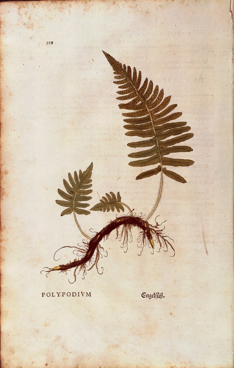 Kapradina, mnohonožka obecná (Polypodium vulgare) od Leonharta Fuchse z De historia stirpium commentarii insignes (Významné komentáře k historii rostlin) kolorovaná rytina od Leonhard Fuchs