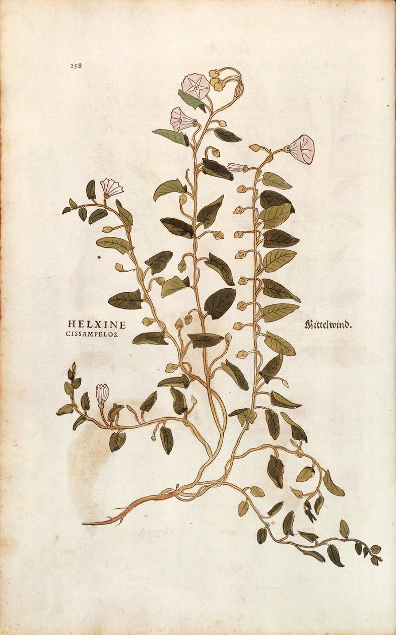 Svlačec rolní - Convolvulus arvensis (Helxine cissampelos) od Leonharta Fuchse z De historia stirpium commentarii insignes (Významné komentáře k historii rostlin) kolorovaná rytina od Leonhard Fuchs
