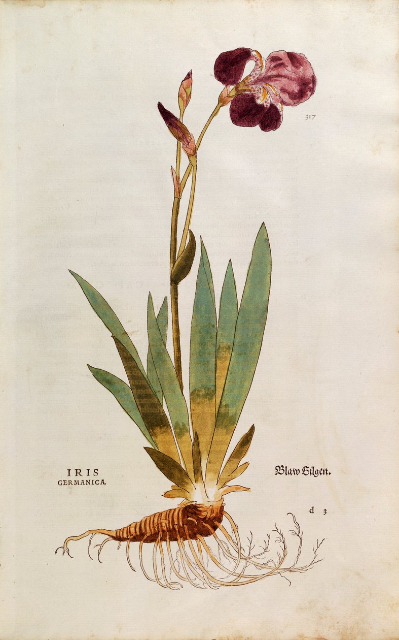 Kosatec německý - Iris florentina (Iris germanica) od Leonharta Fuchse z De historia stirpium commentarii insignes (Významné komentáře k historii rostlin), kolorovaná rytina od Leonhard Fuchs