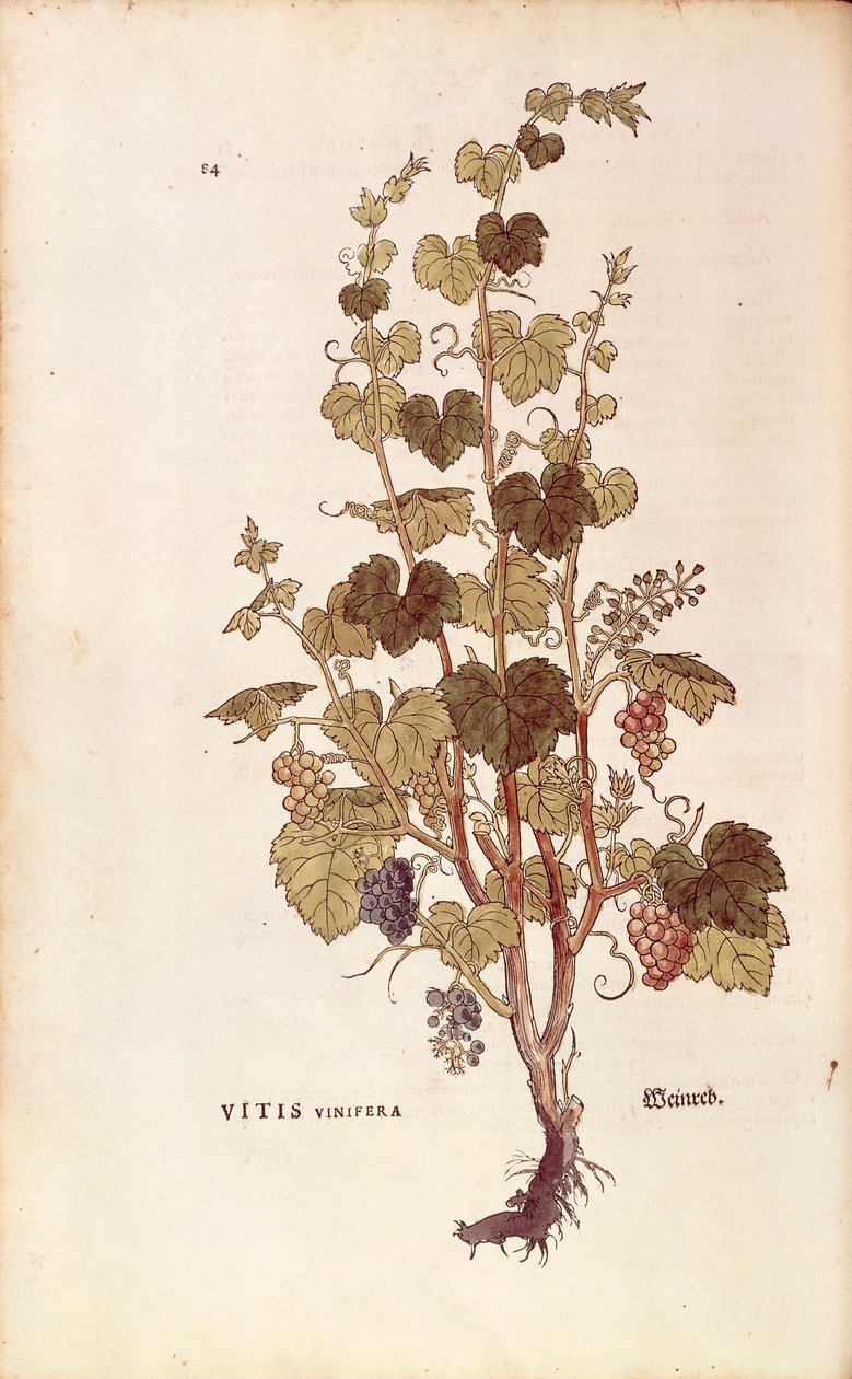 Vinná réva (Vitis vinifera) od Leonharta Fuchse z De historia stirpium commentarii insignes (Významné komentáře k historii rostlin), kolorovaná rytina od Leonhard Fuchs