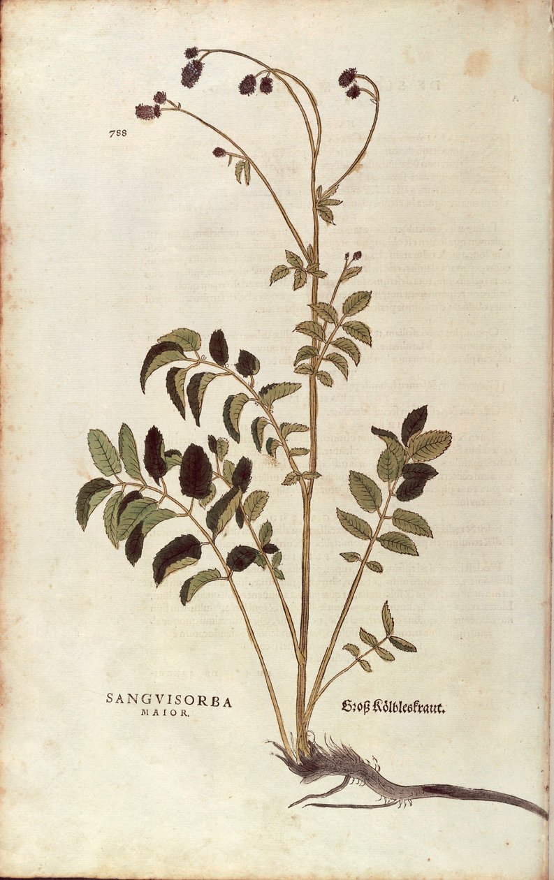 Pálenka lékařská - Sanguisorba officinalis (Sanguisorba major) od Leonharta Fuchse z De historia stirpium commentarii insignes (Významné komentáře k historii rostlin) kolorovaná rytina od Leonhard Fuchs