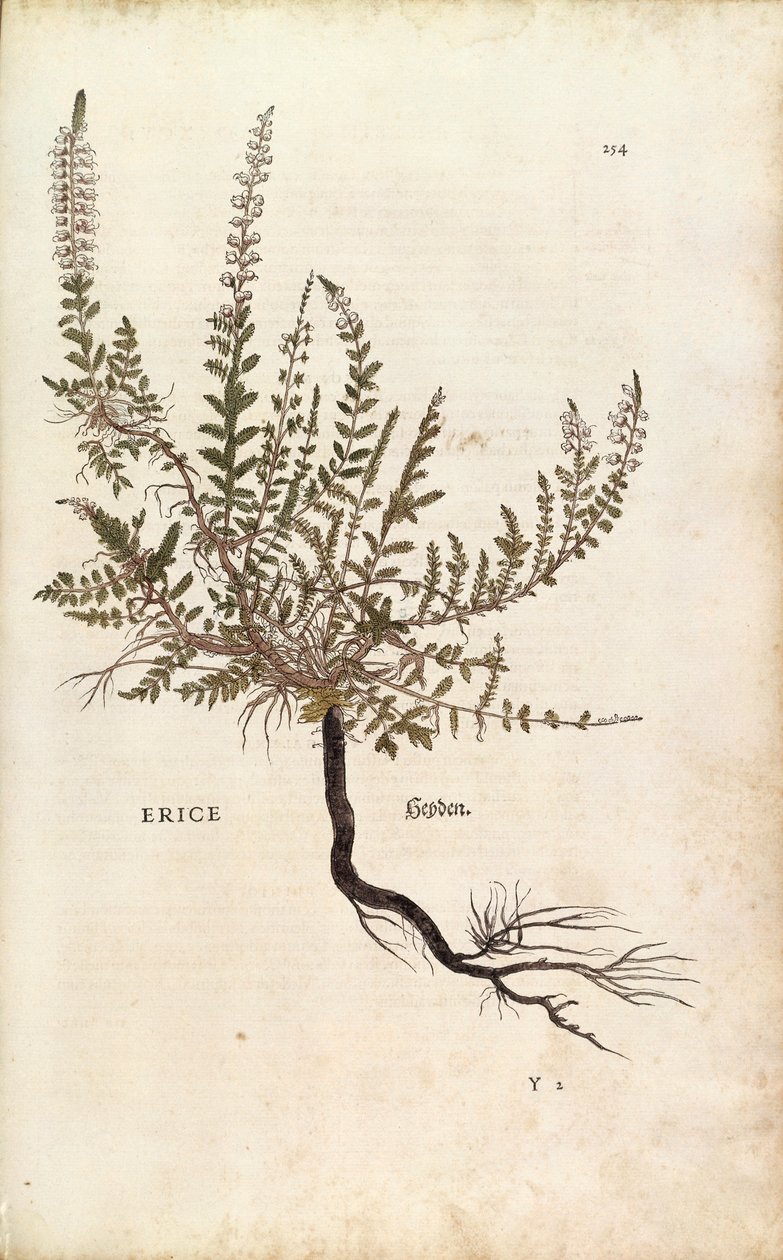 Heather - Calluna vulgaris (Erice) od Leonharta Fuchse z De historia stirpium commentarii insignes (Významné komentáře k historii rostlin), kolorovaná rytina od Leonhard Fuchs