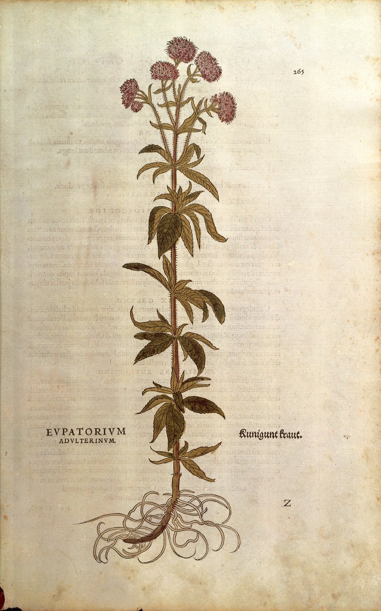 Řepík konopný - Eupatorium cannabinum (Eupatorium adulterinum) od Leonharta Fuchse z De historia stirpium commentarii insignes (Významné komentáře k historii rostlin), kolorovaná rytina od Leonhard Fuchs