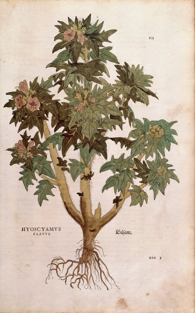 Henbane - Hyoscyamus niger (Hyoscyamus flavus) od Leonharta Fuchse z De historia stirpium commentarii insignes (Významné komentáře k historii rostlin) kolorovaná rytina od Leonhard Fuchs