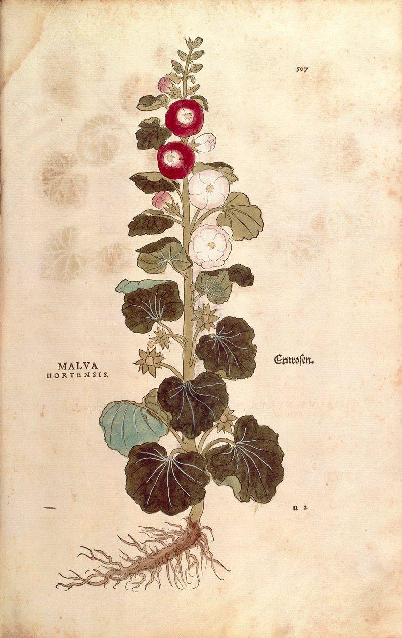 Topolovka - Malvaceae - Alcea (Malva hortensis) od Leonharta Fuchse z De historia stirpium commentarii insignes (Významné komentáře k historii rostlin) kolorovaná rytina od Leonhard Fuchs