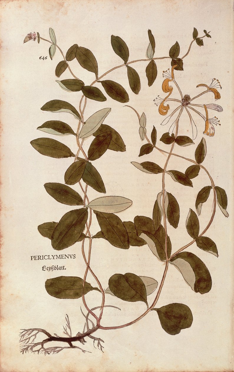 Zimolez (Lonicera periclymenum) od Leonharta Fuchse z De historia stirpium commentarii insignes (Významné komentáře k historii rostlin), kolorovaná rytina od Leonhard Fuchs