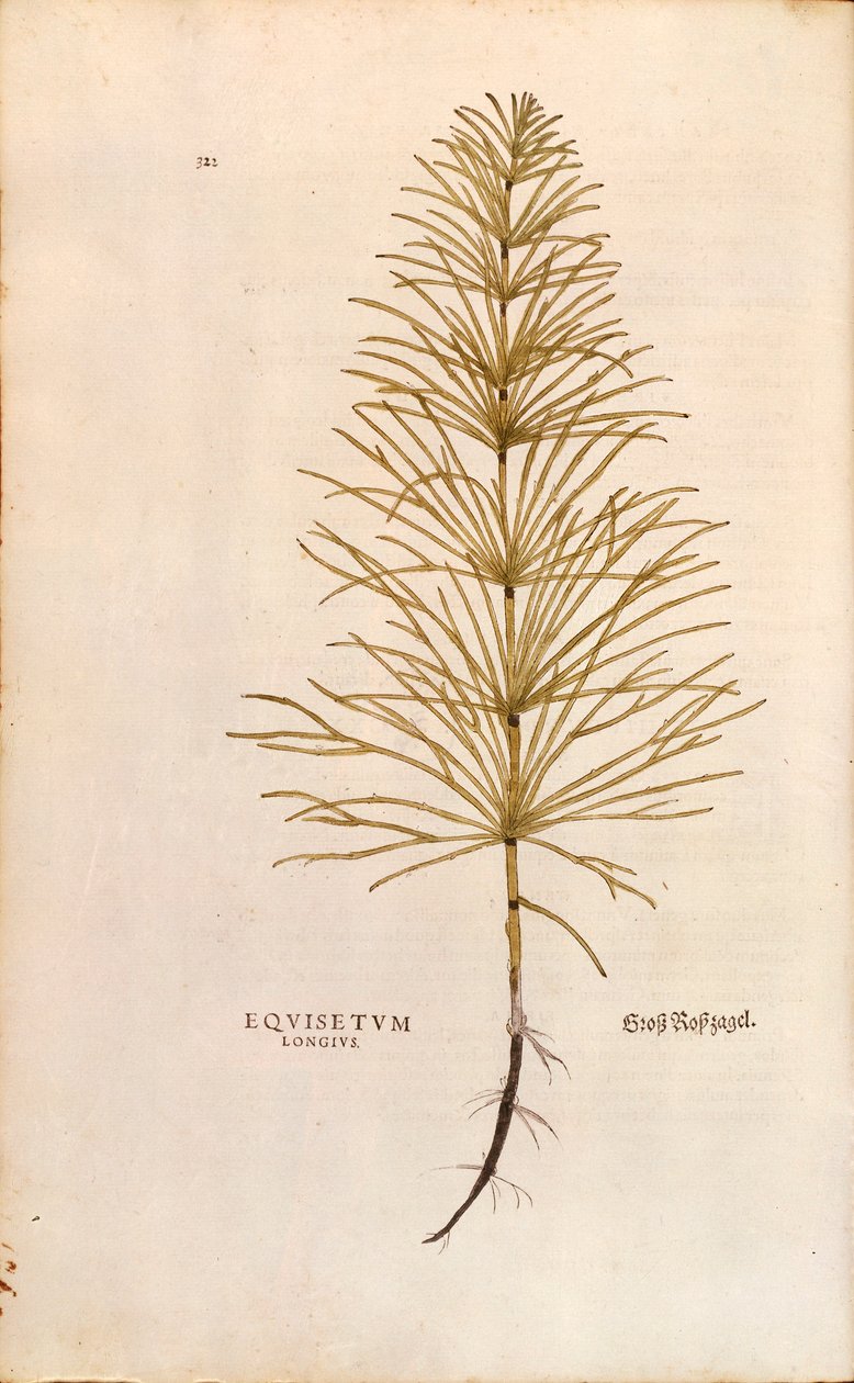 Přeslička rolní - Equisetum arvense (Equisetum arvense) od Leonharta Fuchse z Historie rostlin (Významné komentáře k historii rostlin), kolorovaná rytina od Leonhard Fuchs