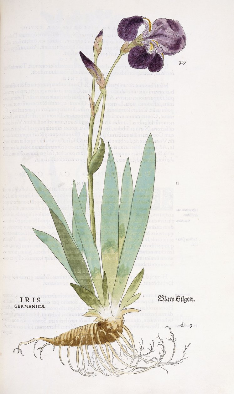 Iris Germanica, 1542 od Leonhard Fuchs