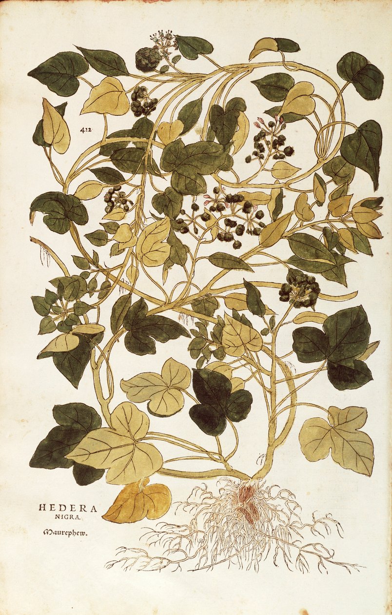 Břečťan (Hedera helix nigra aurea) od Leonharta Fuchse z De historia stirpium commentarii insignes (Významné komentáře k historii rostlin), kolorovaná rytina od Leonhard Fuchs