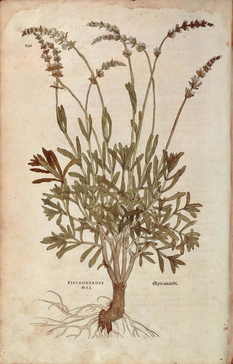 Levandule - Lavandula spica (Pseudonardus mas) od Leonharta Fuchse z De historia stirpium commentarii insignes (Významné komentáře k historii rostlin), kolorovaná rytina od Leonhard Fuchs