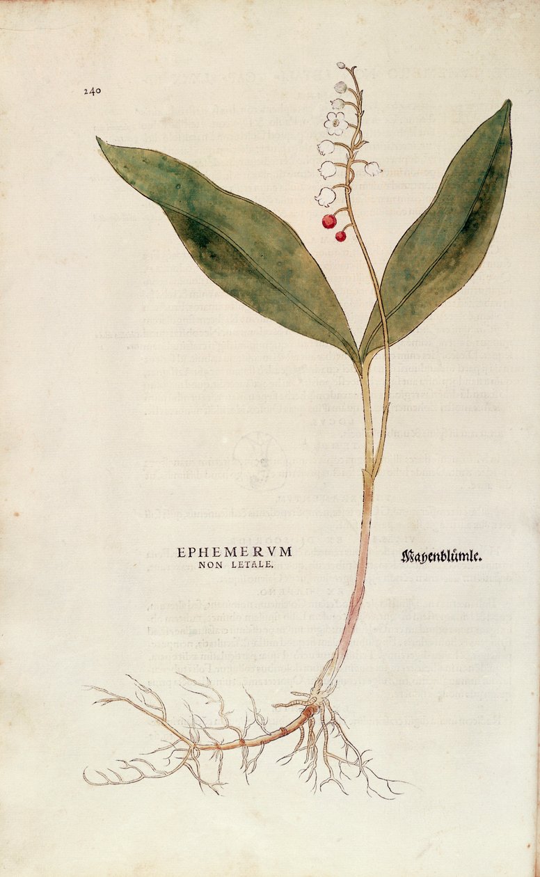 Konvalinka - Convallaria majalis (Neletální ephemerum) od Leonharta Fuchse z De historia stirpium commentarii insignes (Významné komentáře k historii rostlin), kolorovaná rytina od Leonhard Fuchs