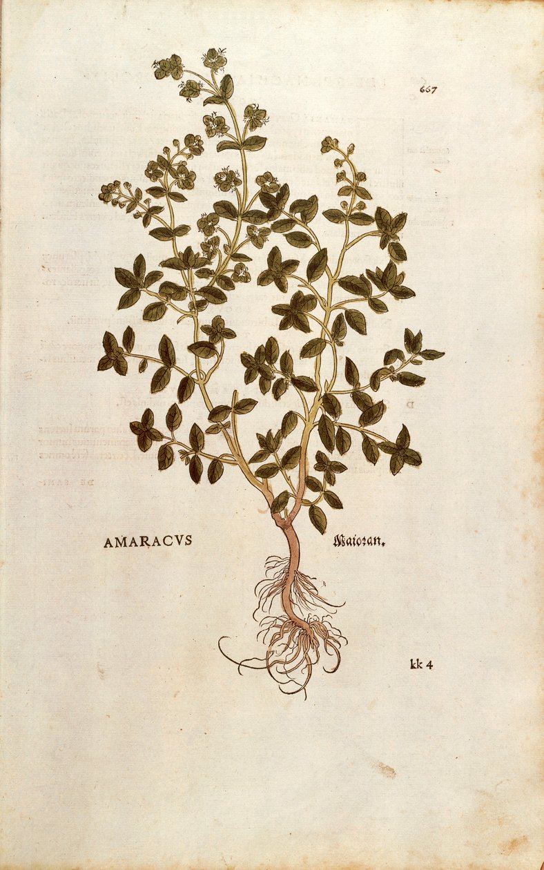 Majoránka - Origanum majorana (Amaracus) od Leonharta Fuchse z De historia stirpium commentarii insignes (Významné komentáře k historii rostlin) kolorovaná rytina od Leonhard Fuchs