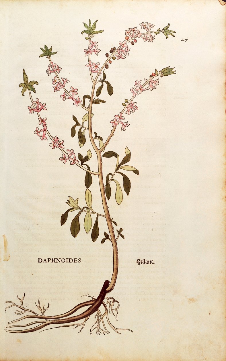 Mezereon - Daphne mezereum (Daphnoides) od Leonharta Fuchse z De historia stirpium commentarii insignes (Významné komentáře k historii rostlin), kolorovaná rytina od Leonhard Fuchs