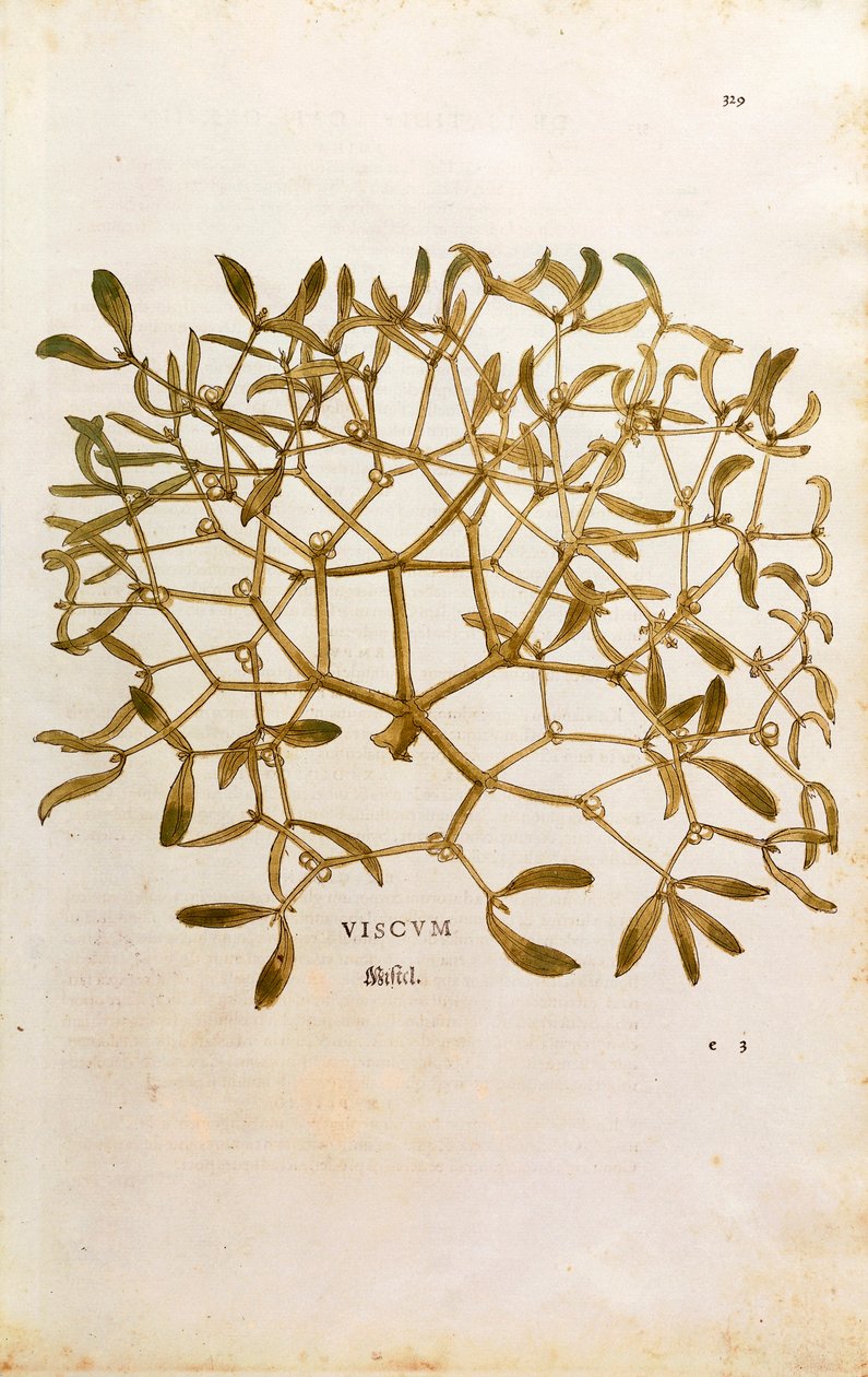 Jmelí (Viscum album) od Leonharta Fuchse z De historia stirpium commentarii insignes (Významné komentáře k historii rostlin) kolorovaná rytina od Leonhard Fuchs