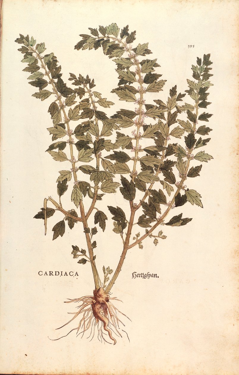Mateřídouška (Leonurus cardiaca) od Leonharta Fuchse z De historia stirpium commentarii insignes (Významné komentáře k historii rostlin) kolorovaná rytina od Leonhard Fuchs