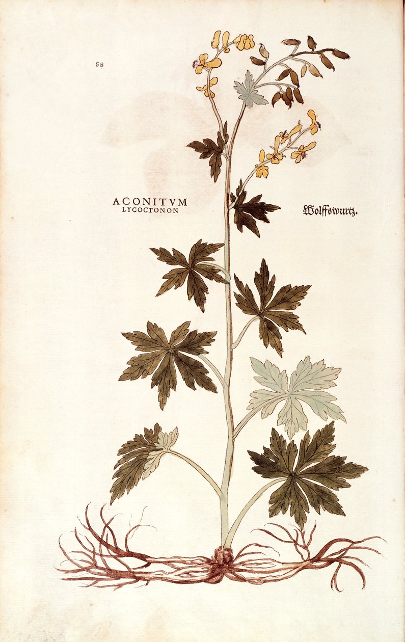 Northern Wolfsbane (Aconitum lycoctonum) od Leonharta Fuchse z De historia stirpium commentarii insignes (Významné komentáře k historii rostlin), kolorovaná rytina od Leonhard Fuchs