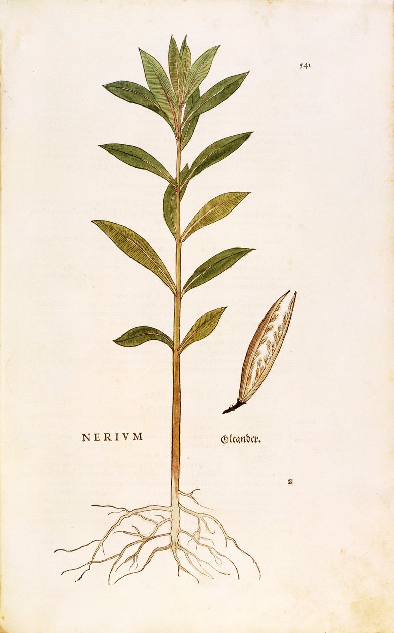 Oleandr (Nerium oleander) od Leonharta Fuchse z De historia stirpium commentarii insignes (Významné komentáře k historii rostlin), kolorovaná rytina od Leonhard Fuchs