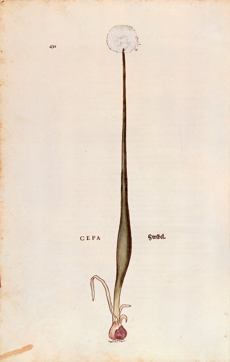 Cibule (Allium cepa) od Leonharta Fuchse z De historia stirpium commentarii insignes (Významné komentáře k historii rostlin), kolorovaná rytina od Leonhard Fuchs