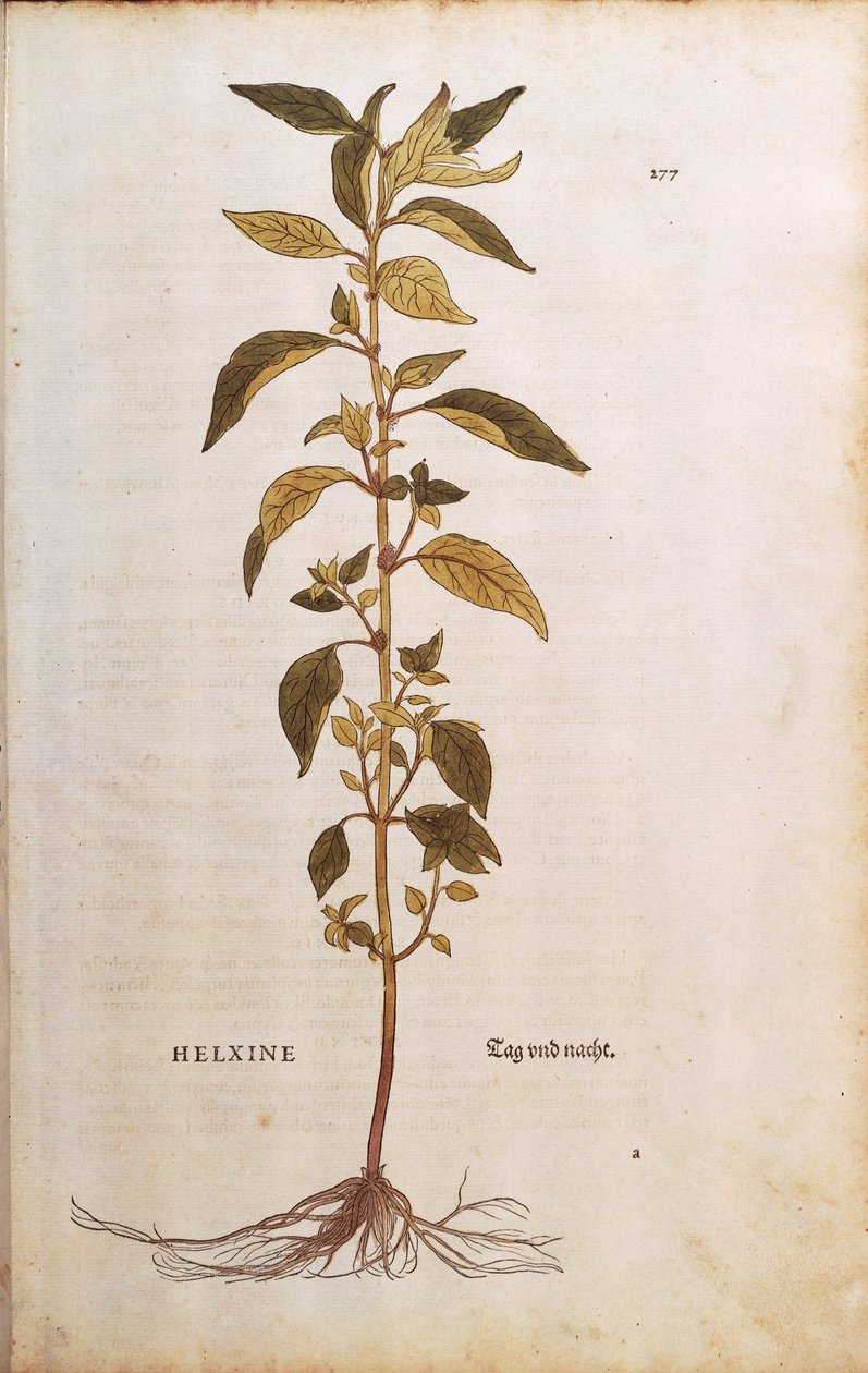 Pelitory of the wall nebo lichwort - Parietaria officinalis (Helxine) od Leonharta Fuchse z De historia stirpium commentarii insignes (Významné komentáře k historii rostlin) kolorovaná rytina od Leonhard Fuchs